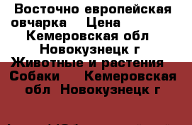 Восточно европейская овчарка! › Цена ­ 25 000 - Кемеровская обл., Новокузнецк г. Животные и растения » Собаки   . Кемеровская обл.,Новокузнецк г.